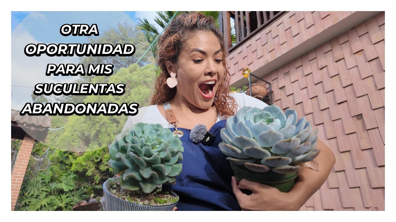 ¡Un segundo chance para mis SUCULENTAS OLVIDADAS!