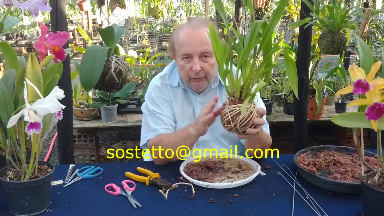 Kokedama Fácil
