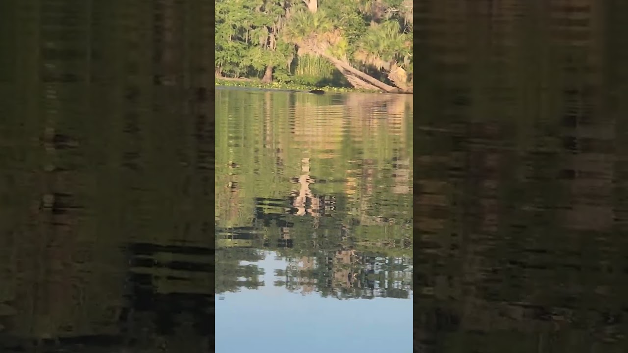 Bear Goes Head-to-Head With Two Florida Alligators