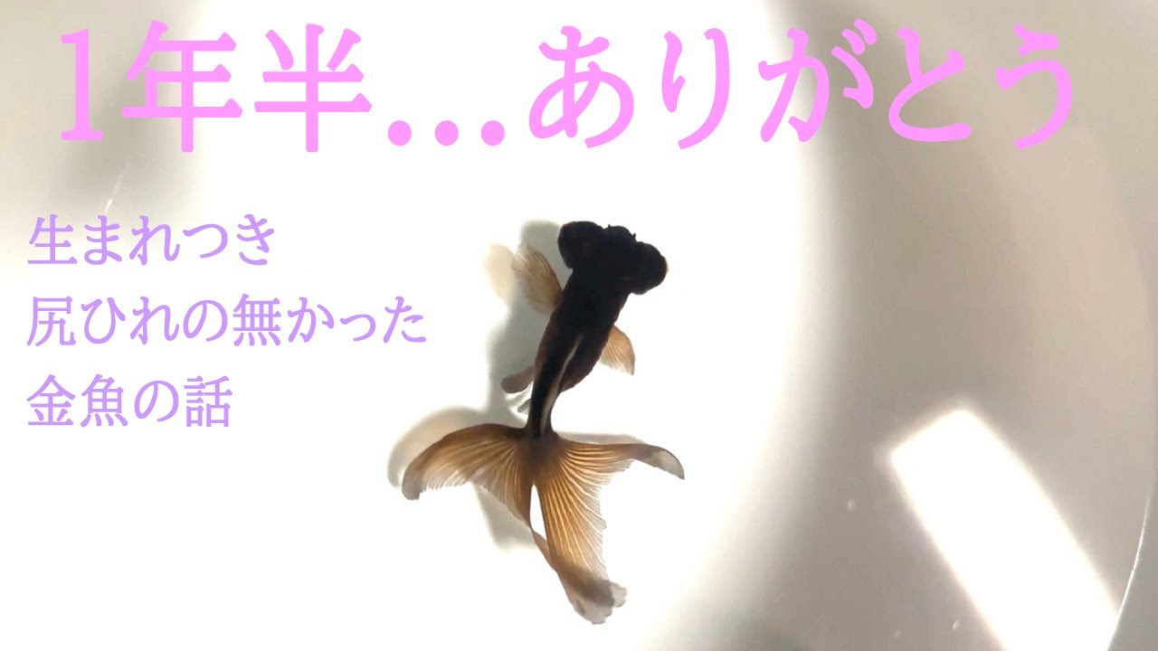２回目の冬を越せませんでした。