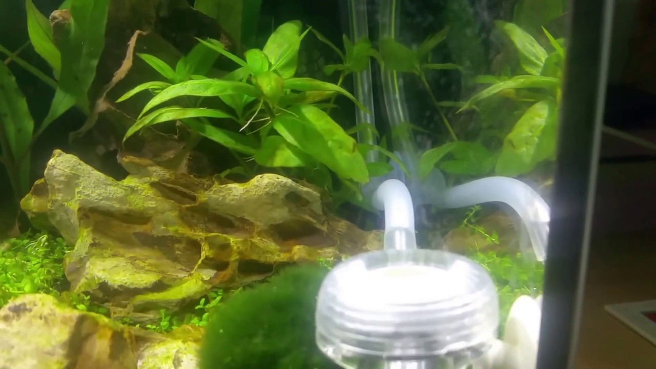 Co2 Tropica System Nano in action