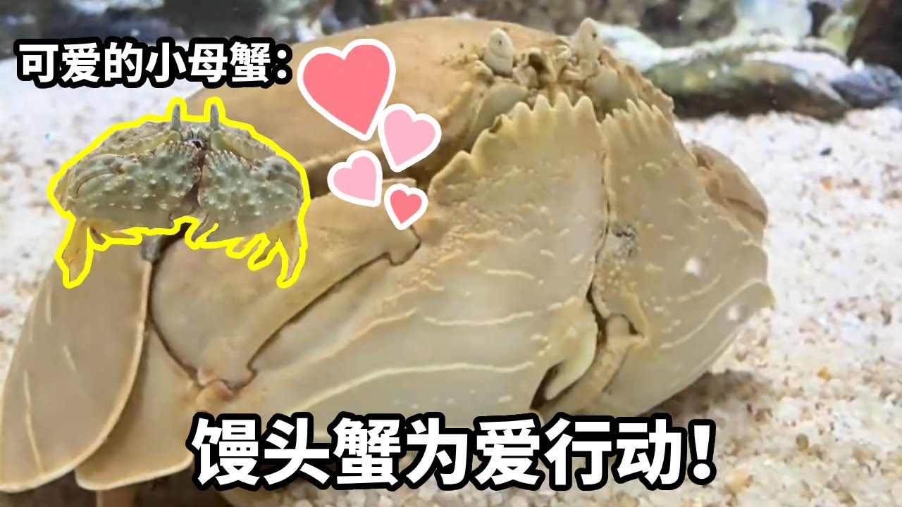 为爱行动，懒惰的馒头蟹终于开始行动了，在他的私人海洋里寻找真爱#诺亚方缸 #海洋生物 #水槽台 #私人海洋