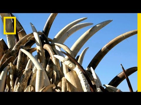 U.S. Crushes 6 Tons of Seized Ivory to Save Elephants | National Geographic