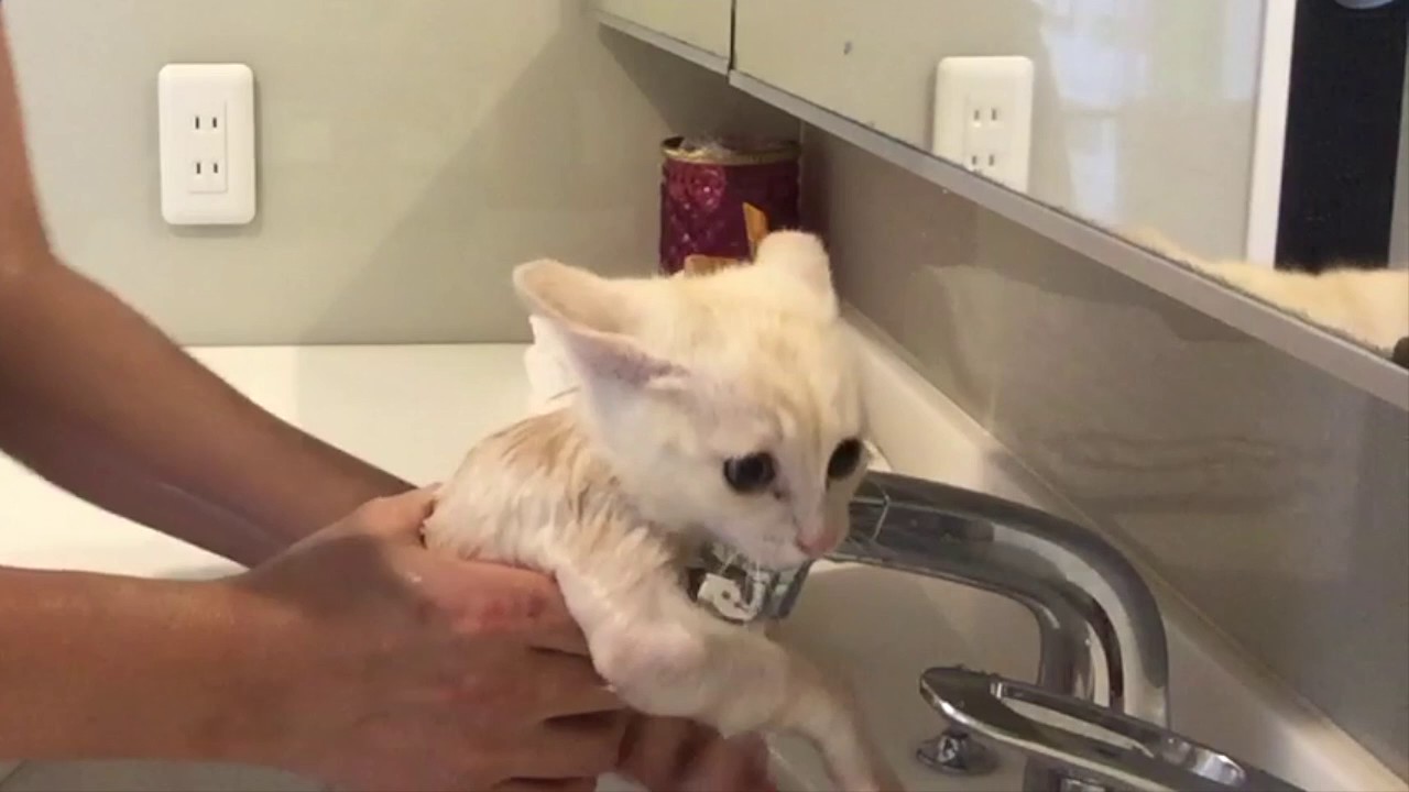 大絶叫！！お風呂を死ぬほど嫌がる子猫 Kitten screaming and yelling in the bath