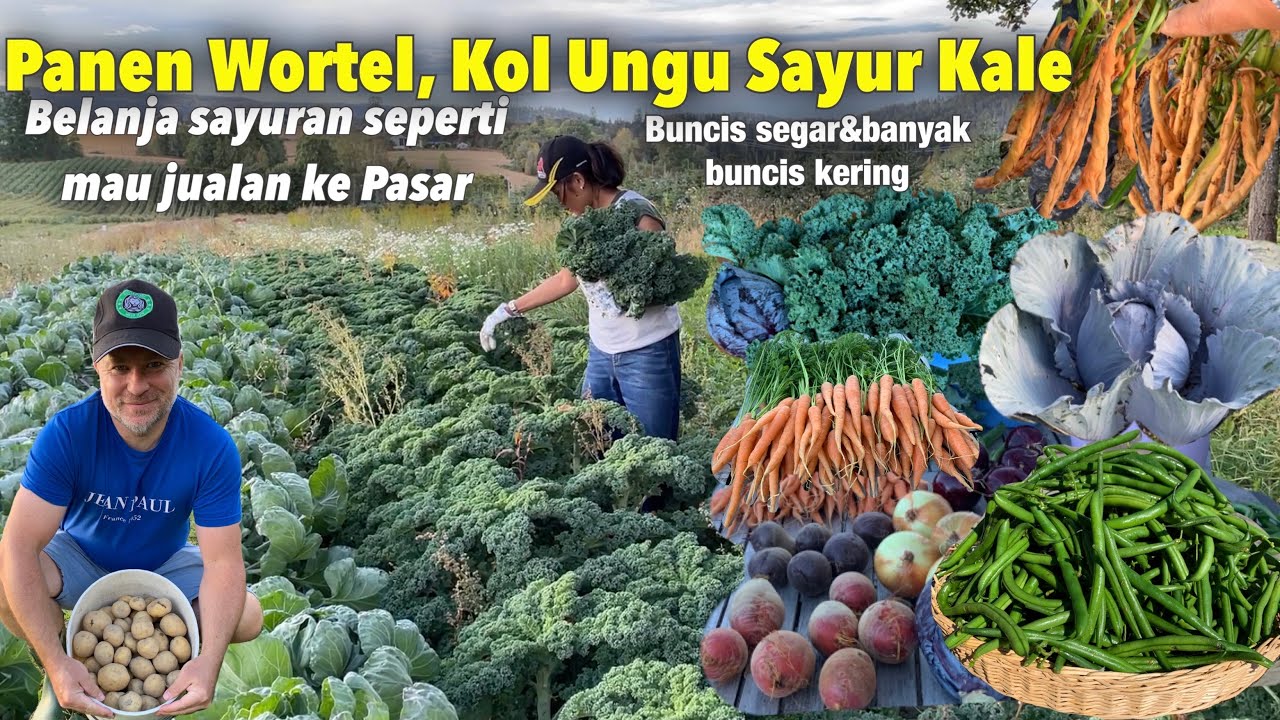 PANEN SAYURAN di NORWAY 🇳🇴 | Wortel, Kol Ungu & Kale Harvest | Moda Norway