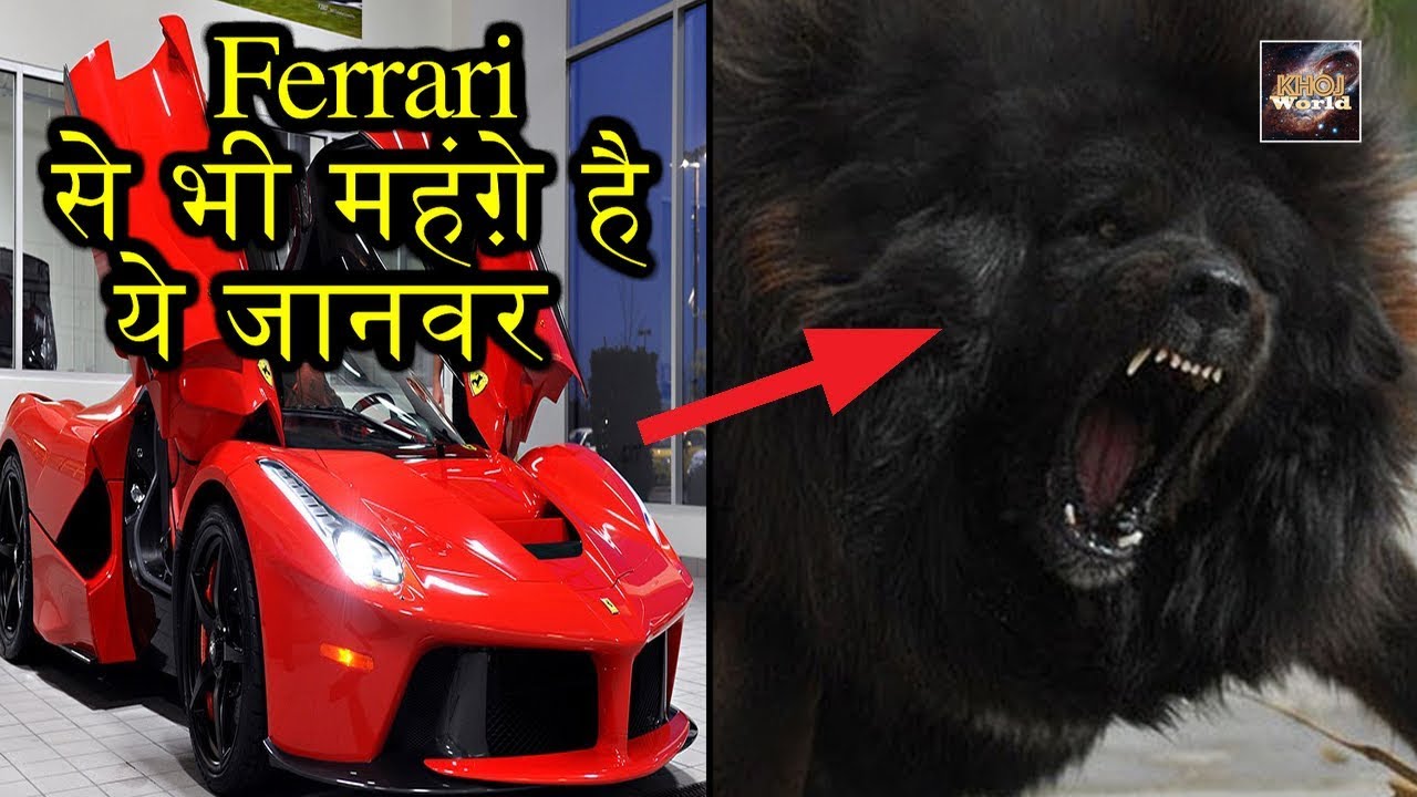 Top 5 Expensive Animals In World /Khoj World