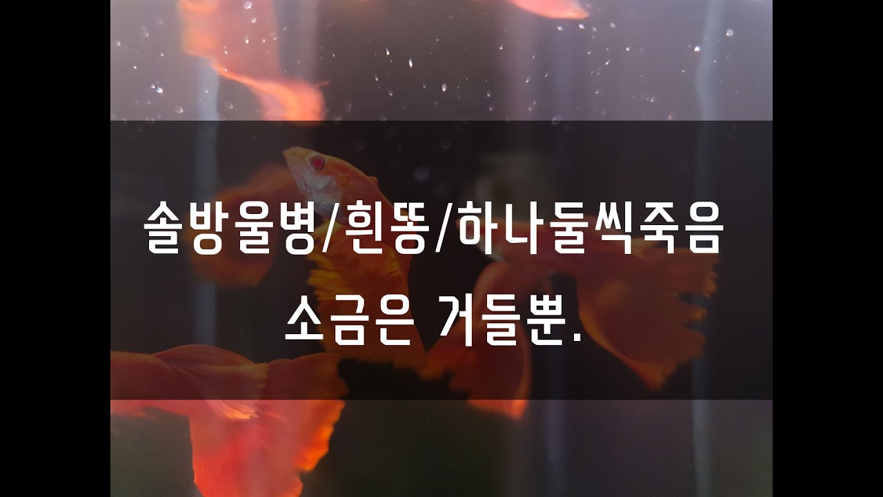 솔방울병, 흰똥, 하나둘씩 죽어나가는 구피를 고쳐볼까요?