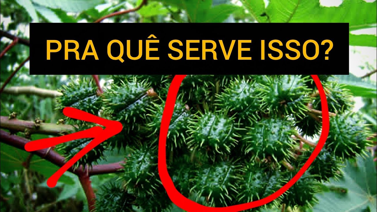 MAMONAS SERVEM PRA QUÊ?