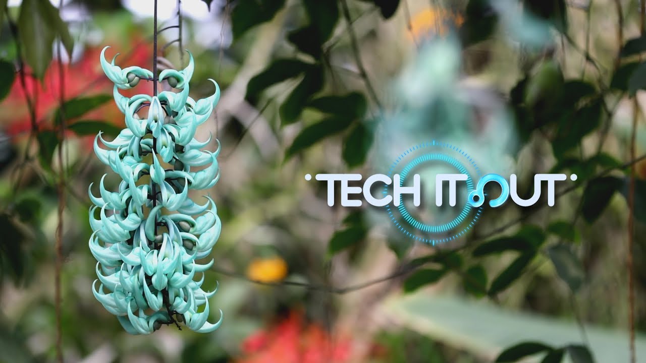 Tech It Out: Jade vine,  An exotic plant fertilized by bats