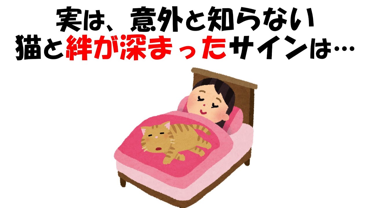 猫との絆に関する雑学 #猫 #ネコ #雑学 #豆知識 #猫の行動 #猫の気持ち