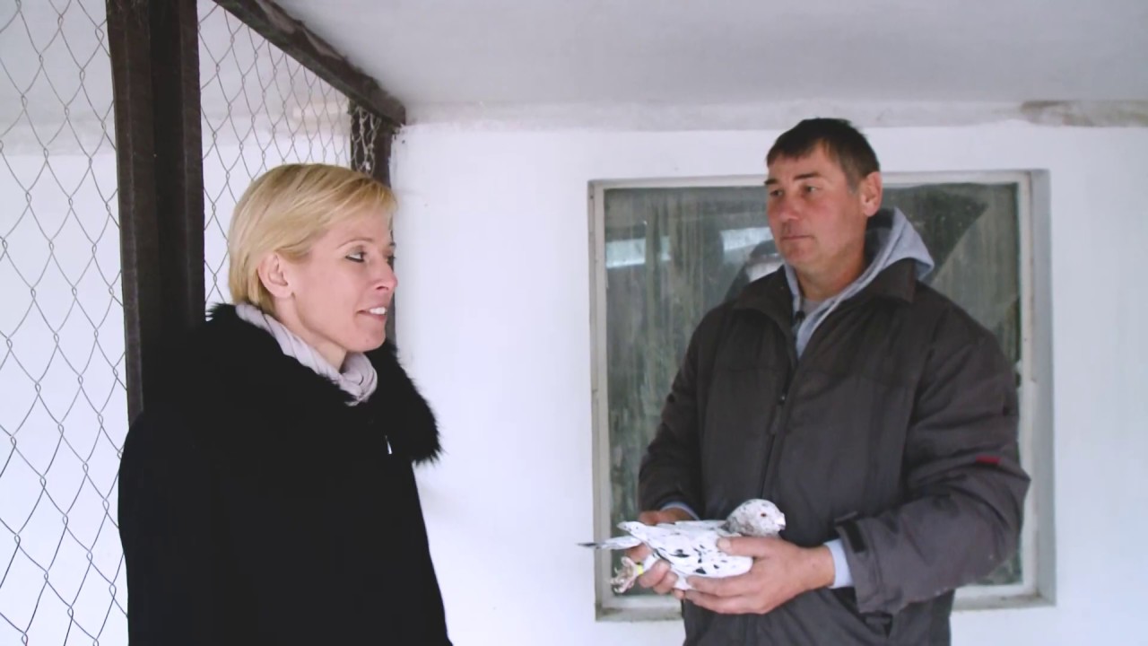 Helyi galambász egyesület