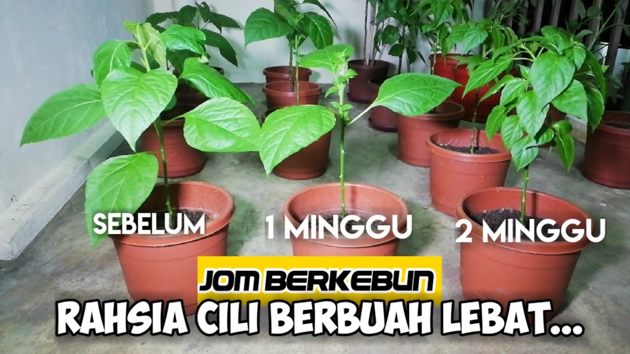 Rahsia Pokok Cili Berbuah Lebat | Cantas Pucuk Cili | Segmen Jom Berkebun | Episod 5 | TV636