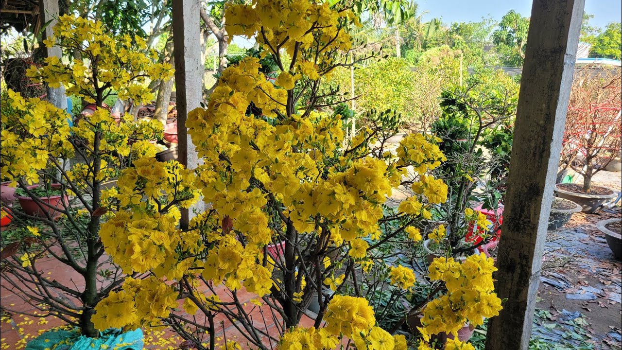 Hoa nở sau 24 ng&agrave;y lặt l&aacute;