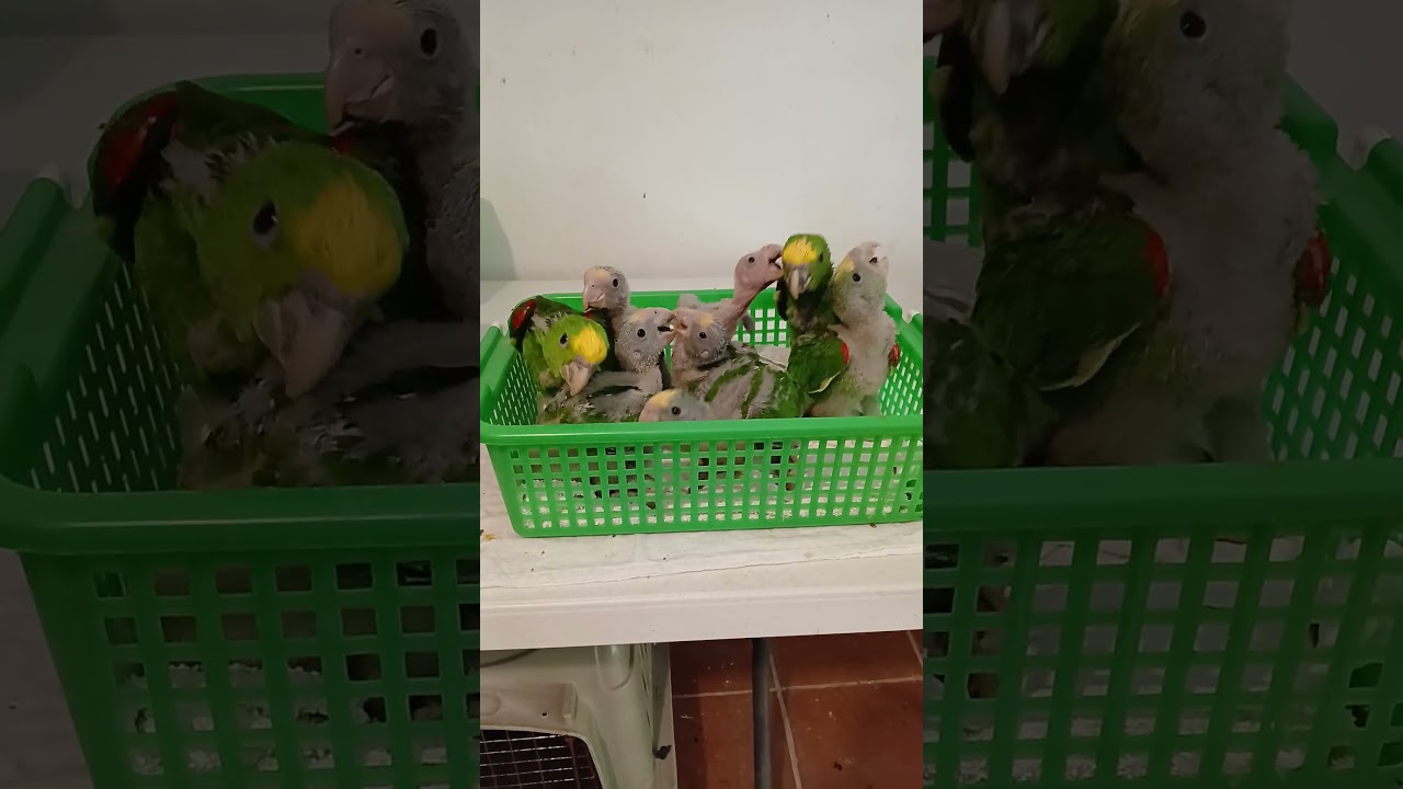 Yellow-headed parrot chicks at Belize Bird Rescue