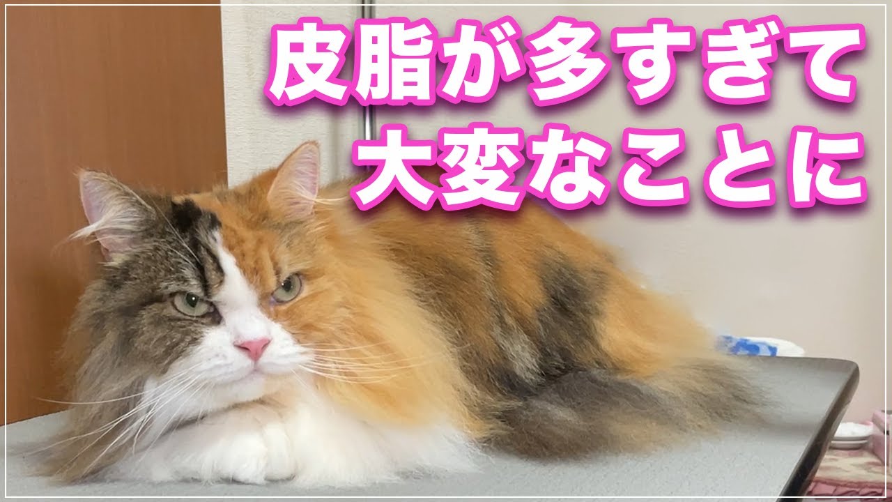 【どんぐりちゃん】チャンネル史上最多の皮脂のせいで大変なことになっています【びっくり皮脂】
