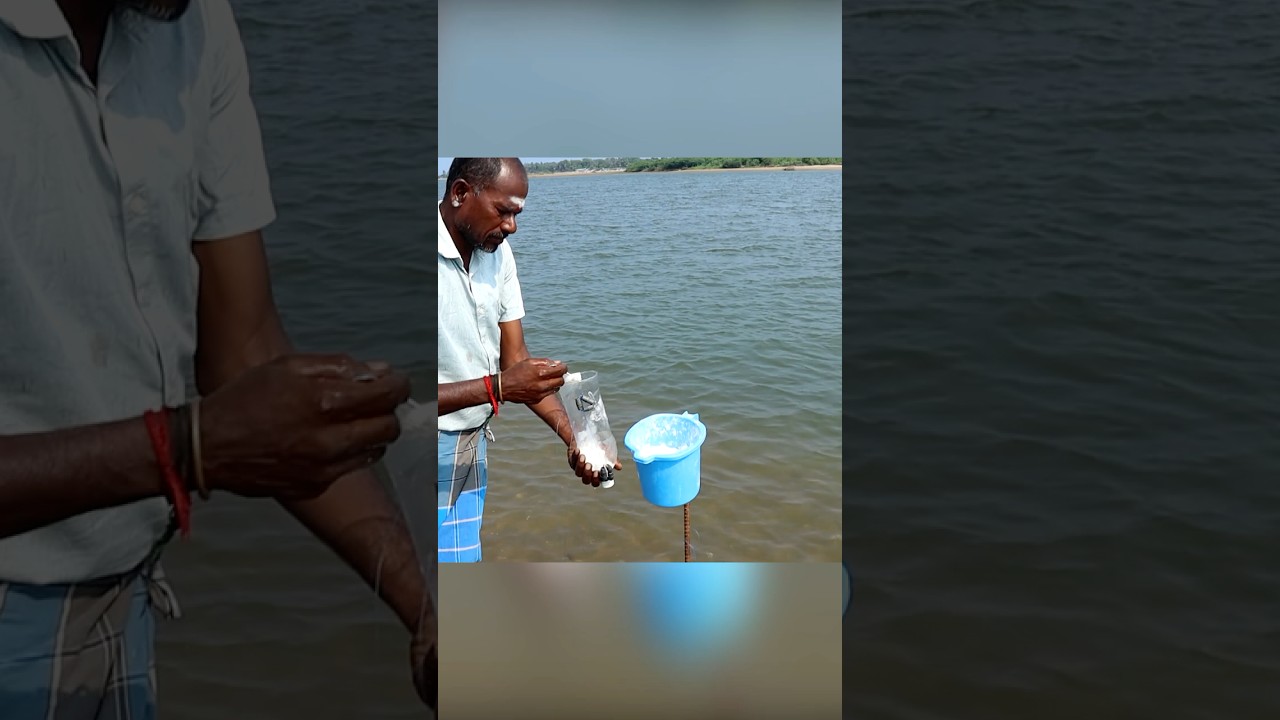 The Secret Bottle Trick: How to Easily Catch Mullet Fish! #MulletFishing #BottleTrap #FishingHacks