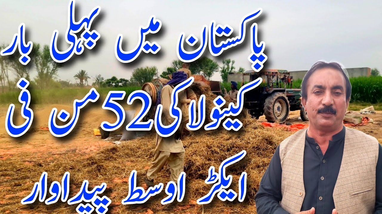 فصل نے ریکارڈ قائم کر دیا||پاکستان میں سب سے زیادہ اوسط||How to grow Canola