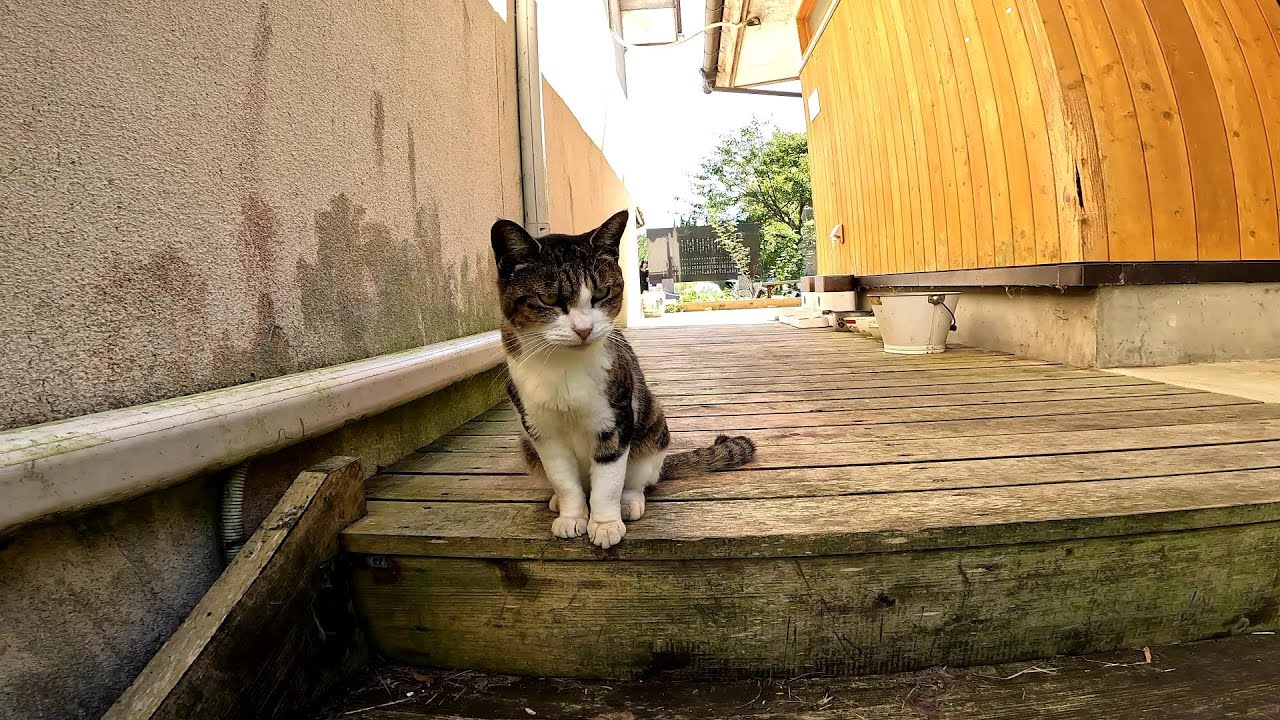 【田代島】【猫島】撮影してたら野良猫が寄って来た