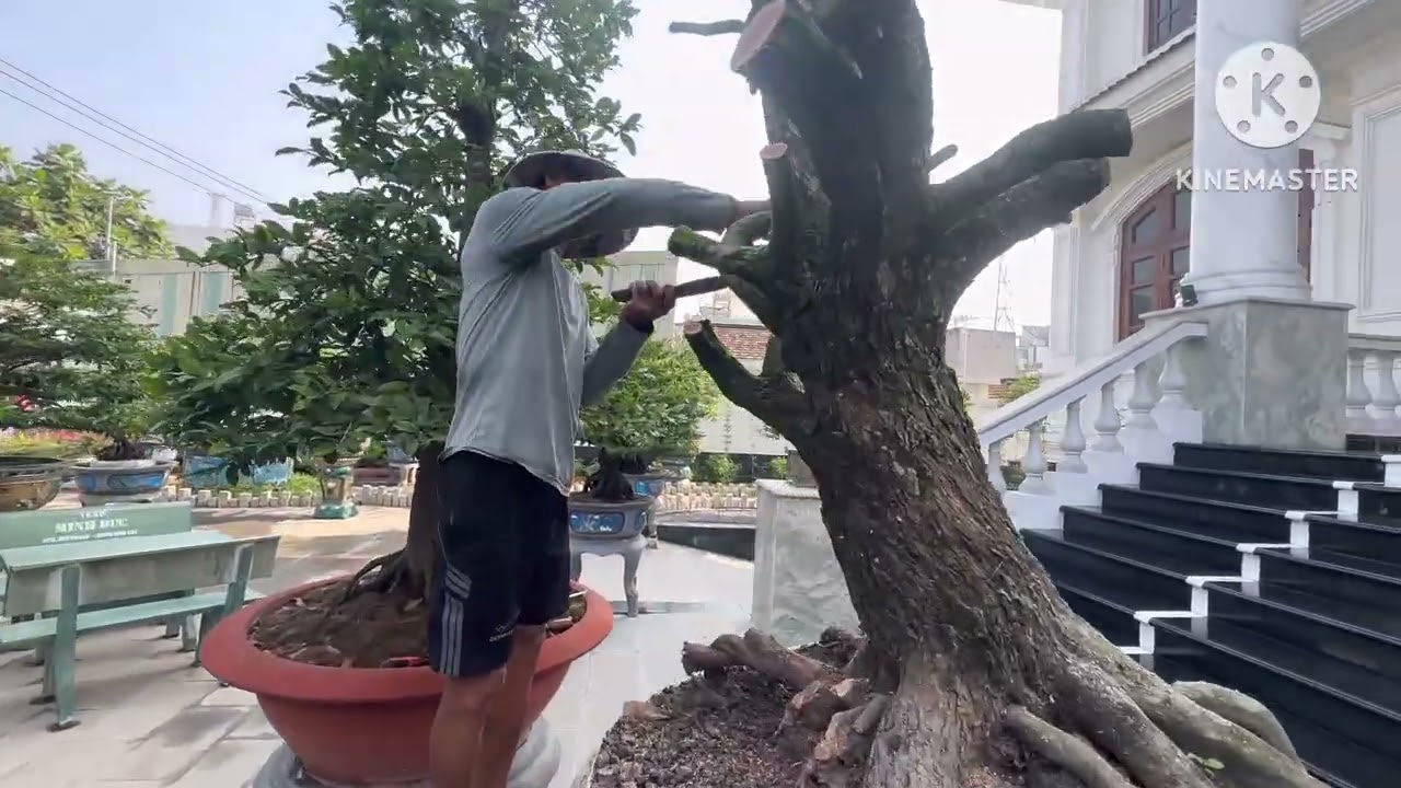 NHẬP CÂY TỨ QUÝ 90 HOÀNH SIÊU HIẾM …GHÉP GIỐNG SIÊU BÔNG MỚI