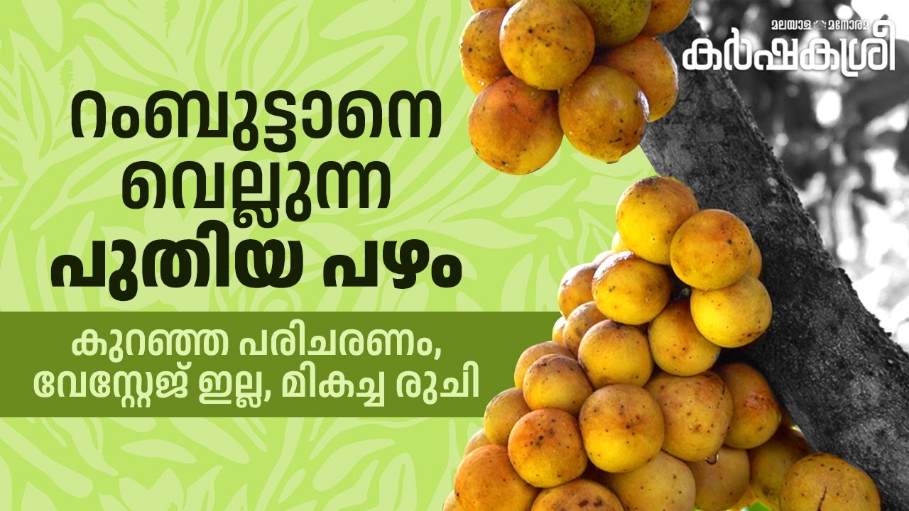 Duku Fruit | Karshakasree
