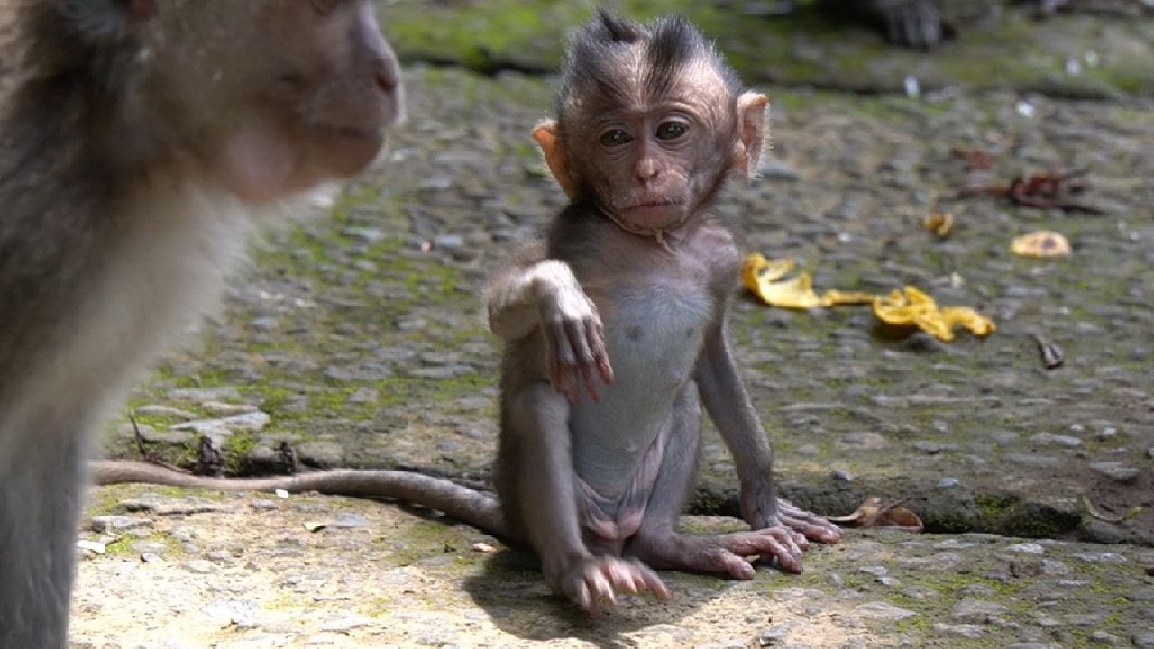 Крепкий и сильный маленький обезьяний додо #Tuabangmonkey