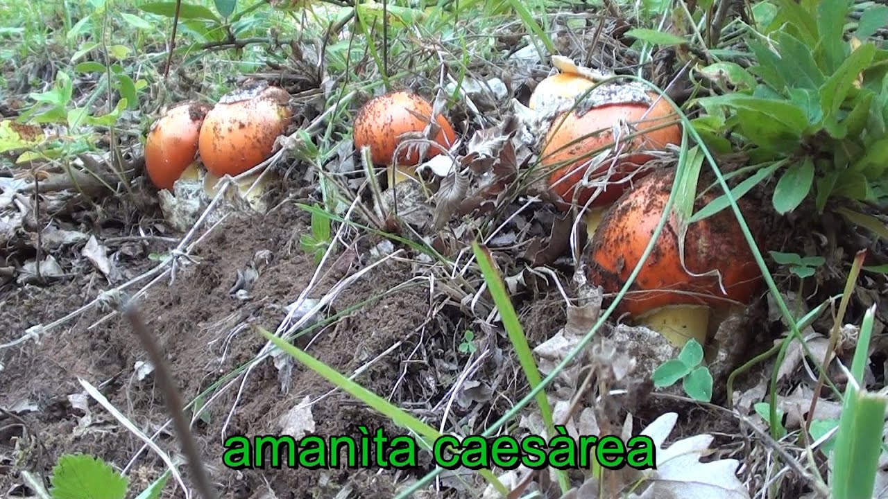 funghi in habitat dalla 