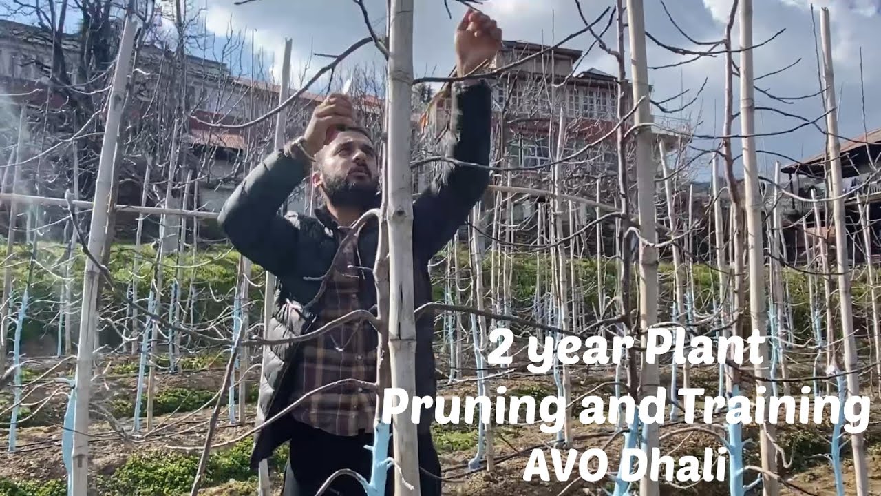 2 year Plant Pruning and Training(HDP Orchard)