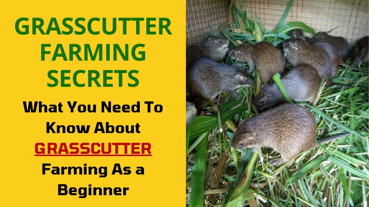 GRASSCUTTER FARM SECRETS