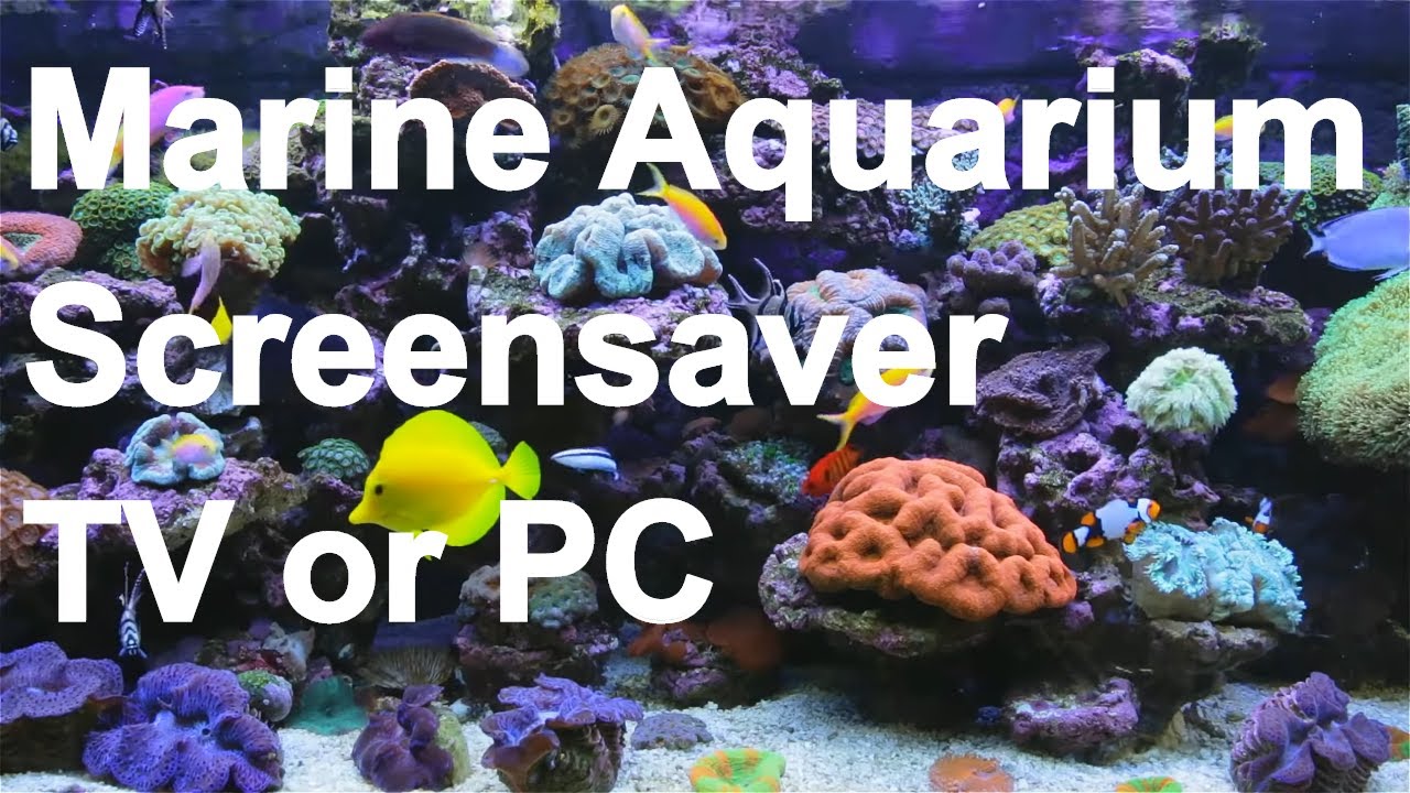 Marine Aquarium Screensaver 🐡🐟🐠