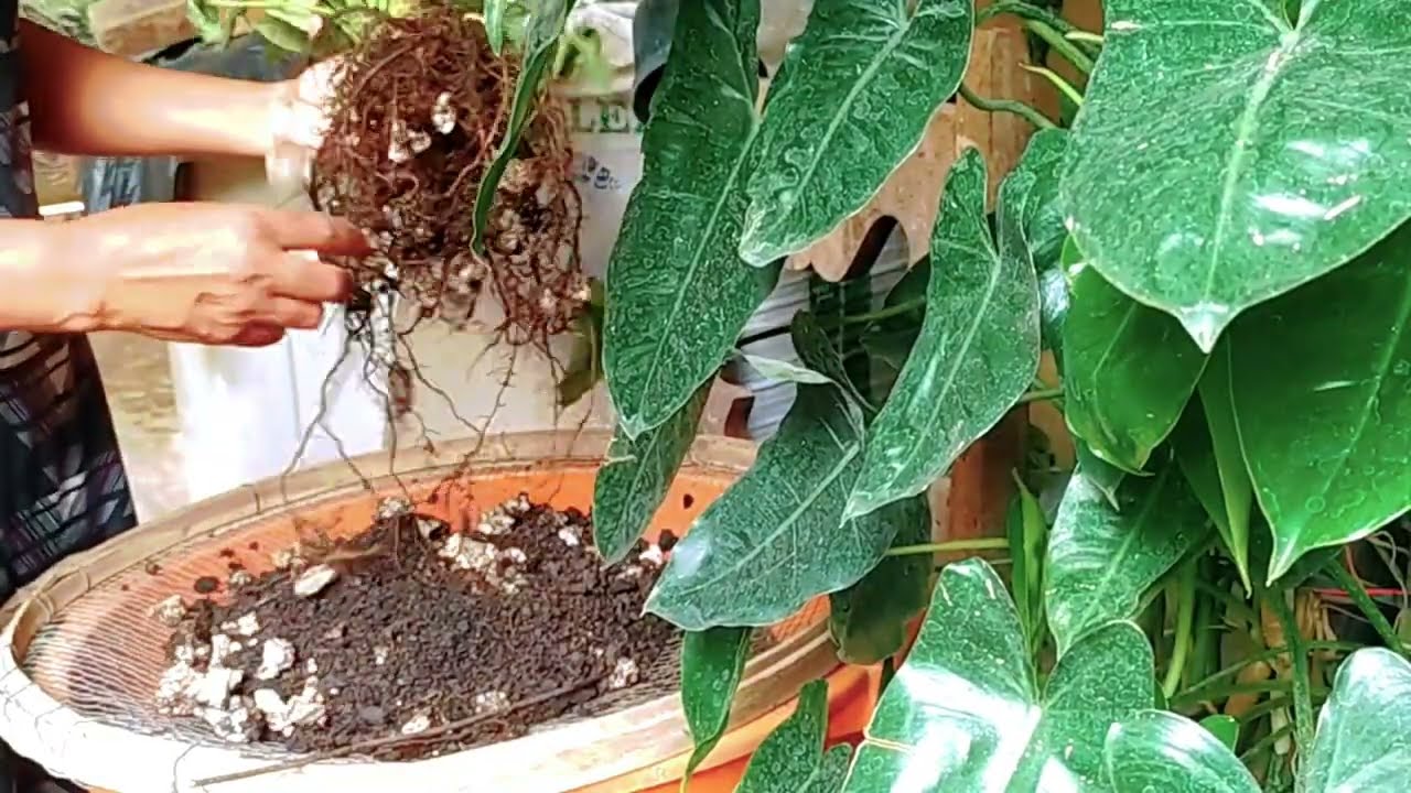 Uma tarde comigo plantando várias plantas e descontraindo.