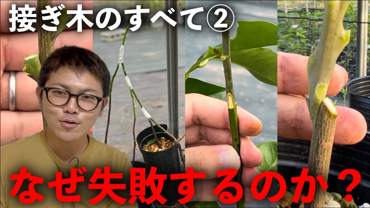 【接ぎ木のすべて ②】なぜ接ぎ木は失敗するのか？