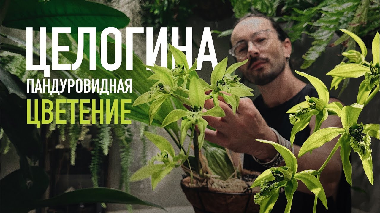 цветение орхидеи ЦЕЛОГИНЫ пандуровидной 💚 