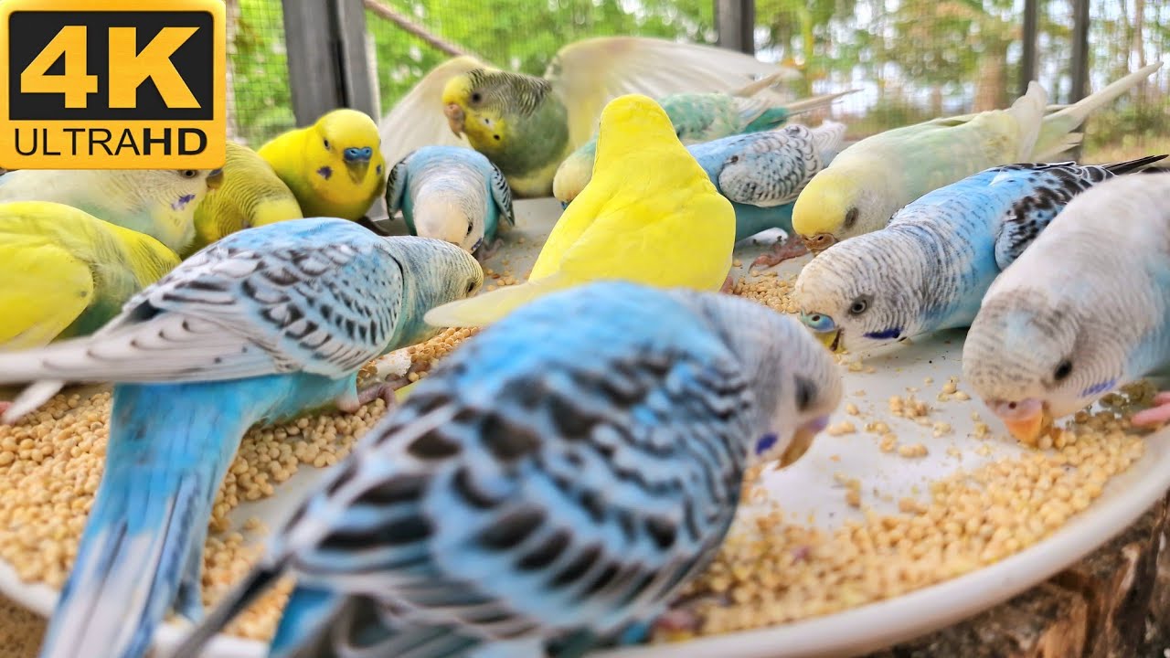 If your bird is lonely, play this video for it. Budgie parakeet bird sounds.