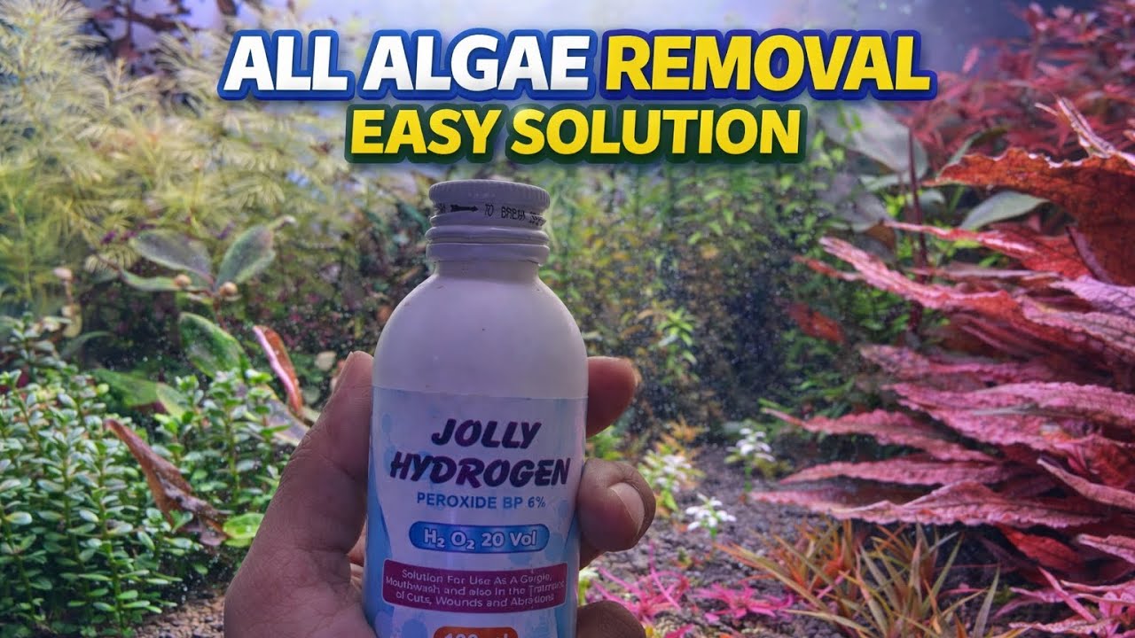 All Algae Removal Easy Solution #bangla #aquariushopdinajpur