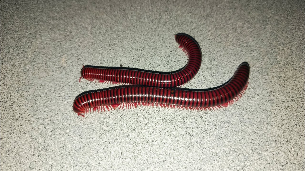LANJUT❗mencari kaki seribu millipede jumbo di kebun terbengkalai #millipede #centipede #kakiseribu