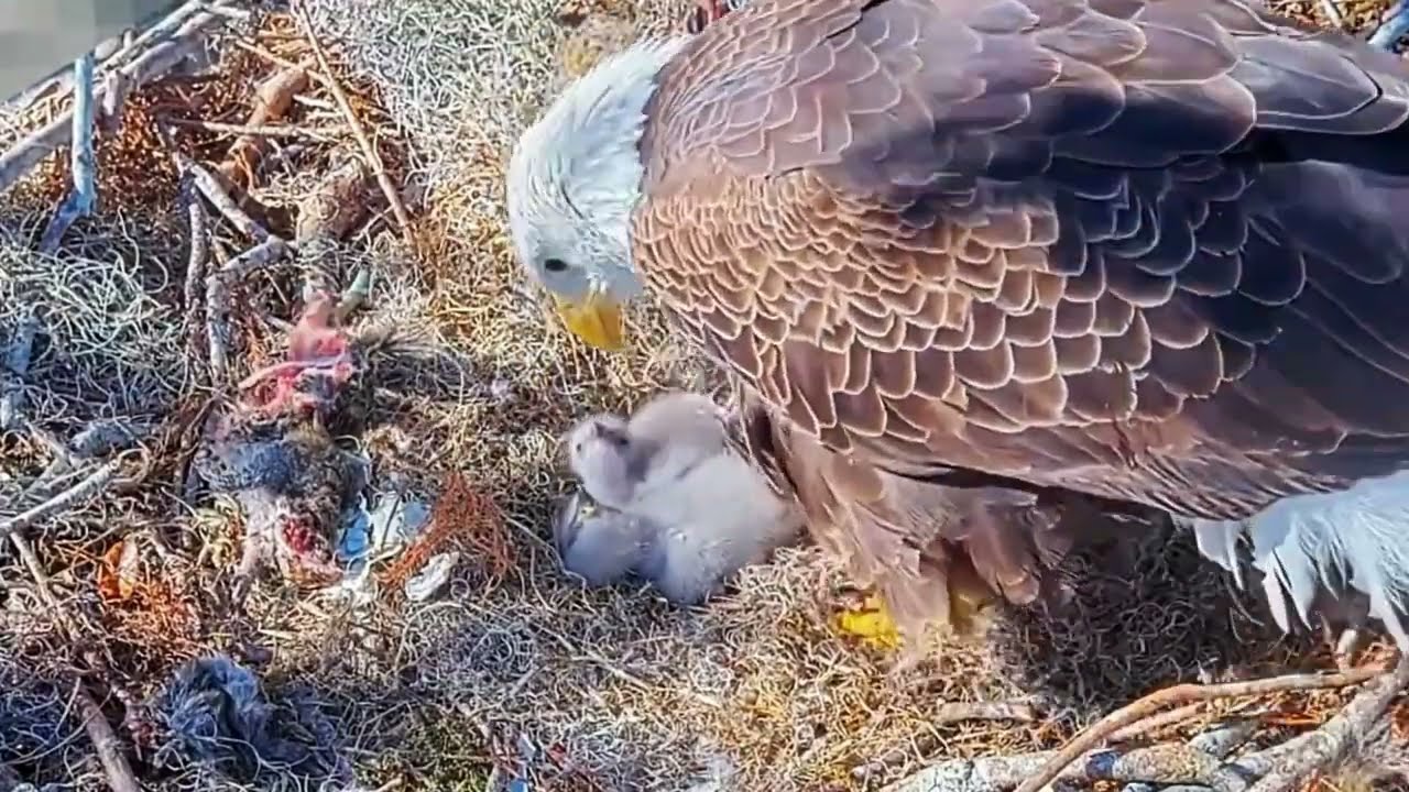 #baldeagle Cam4#13 mother birds brings food to feed her chicks in the nest, Falcon babies feeding