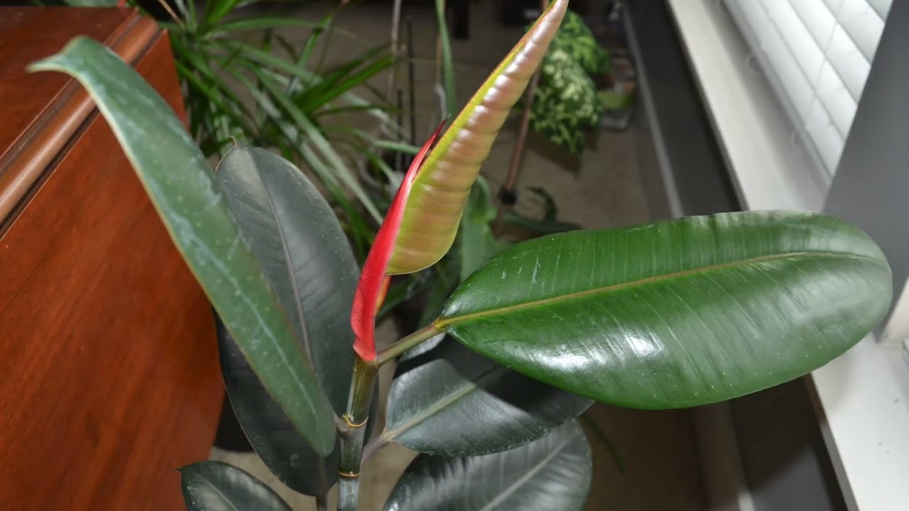 Rubber Tree Timelapse - Plants With a Stance