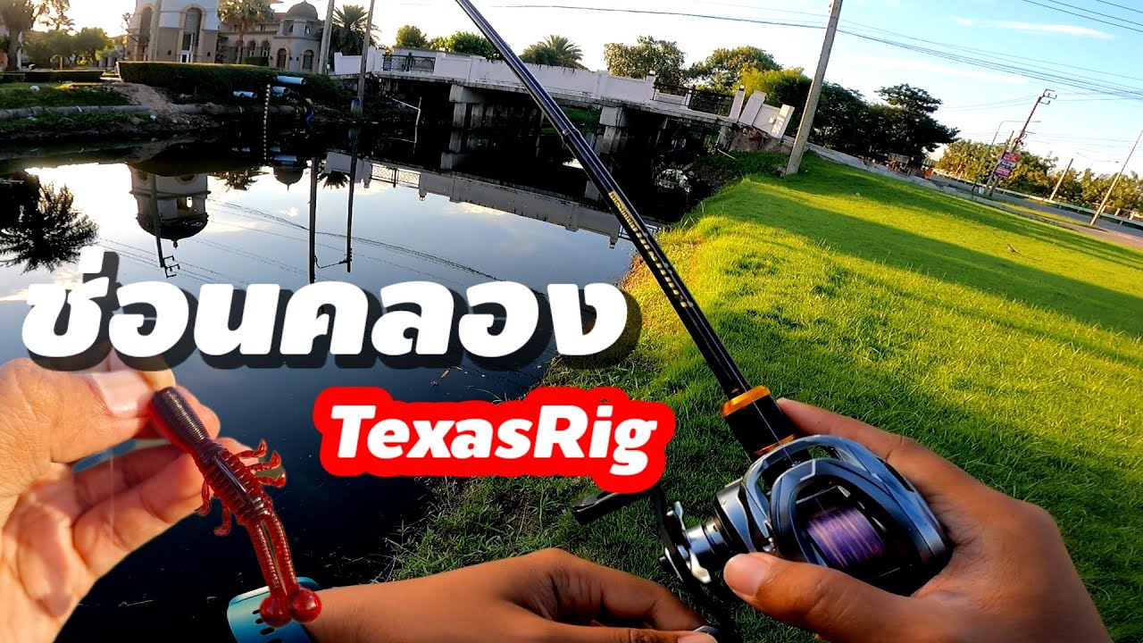 ตกปลาช่อนคลอง Texas Rig กับเหยื่อยางทรงเเปลกๆ เจอปลาช่อนทรงมังกร