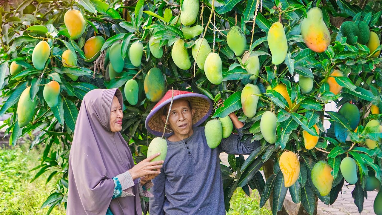 Memetik Mangga Manis di Kebun | Masak Sop Tetelan, Puding Mangga, Kering Tempe, dan Sambal Kecap
