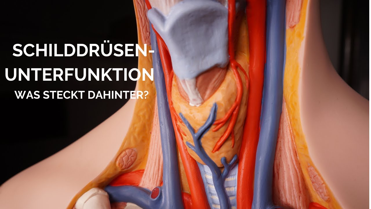 Schilddr&uuml;senunterfunktion. Was steckt dahinter?