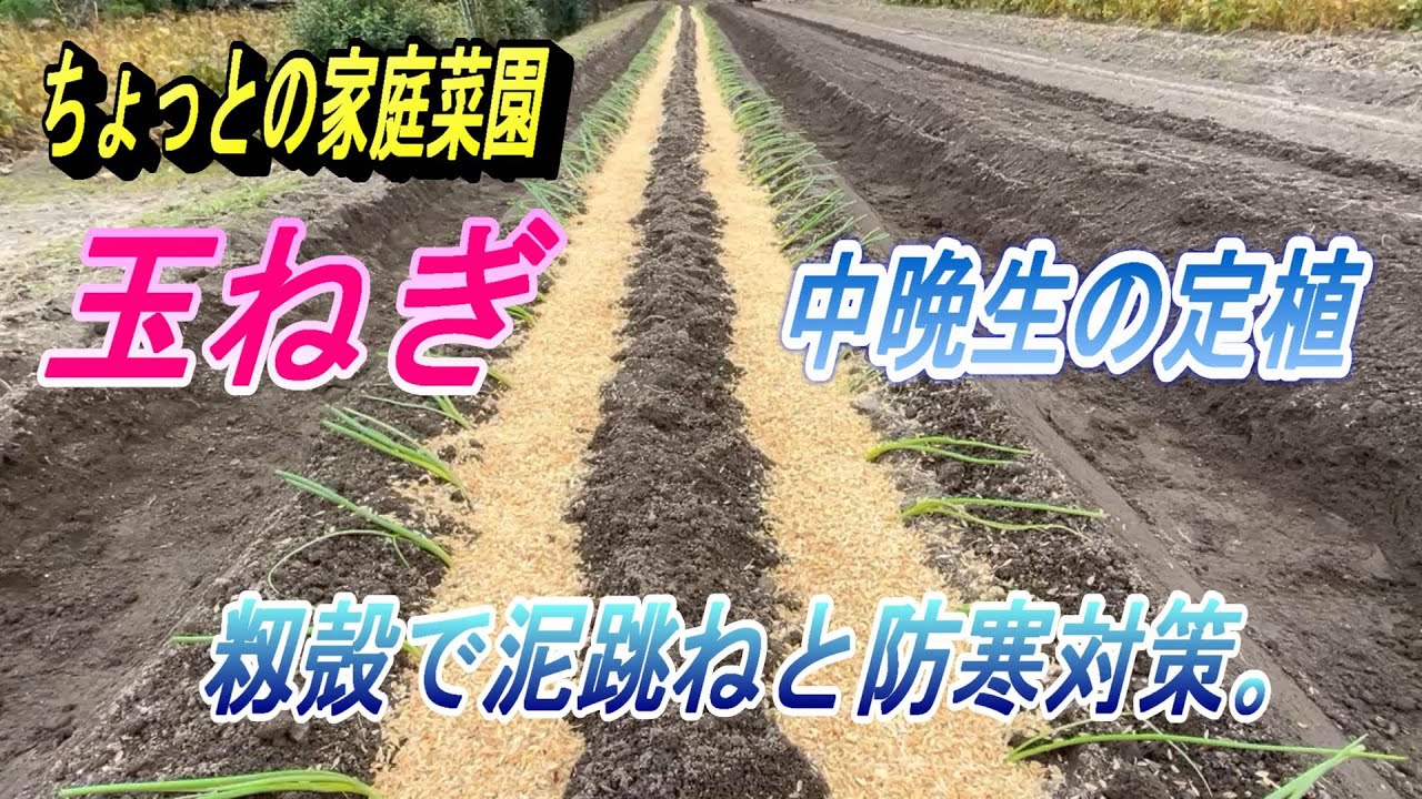 【玉ねぎ栽培】今年は植え付けし易いよう、少し短くして植え付けます。
