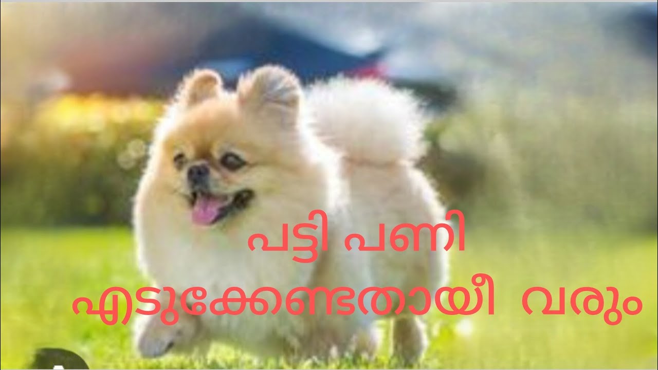 EP 100#പട്ടിയെ പോലെ പണിഎടുക്കണം#Caregiver #job 31 January 2026