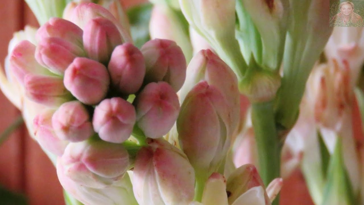 TUBEROZA  WONNA ...