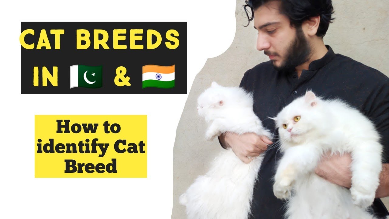 How to Identify Cat Breed | Common Cat Breeds in PAKISTAN and INDIA | Identify types of Persian Cat