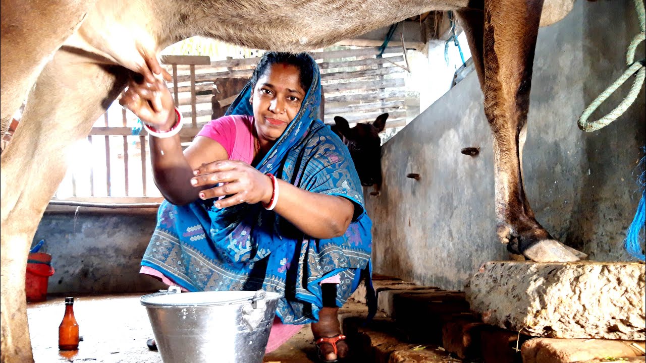 New Video। Beautiful Woman Milking A cow। Milking A cow By Hand। Channel 96। Episode-64