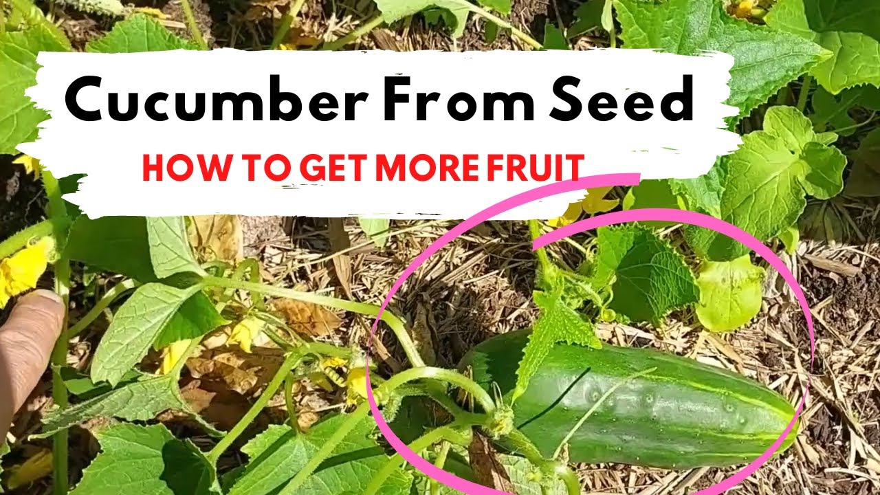 How to Grow Cucumber From Seed and Hand Pollinate For More Fruit