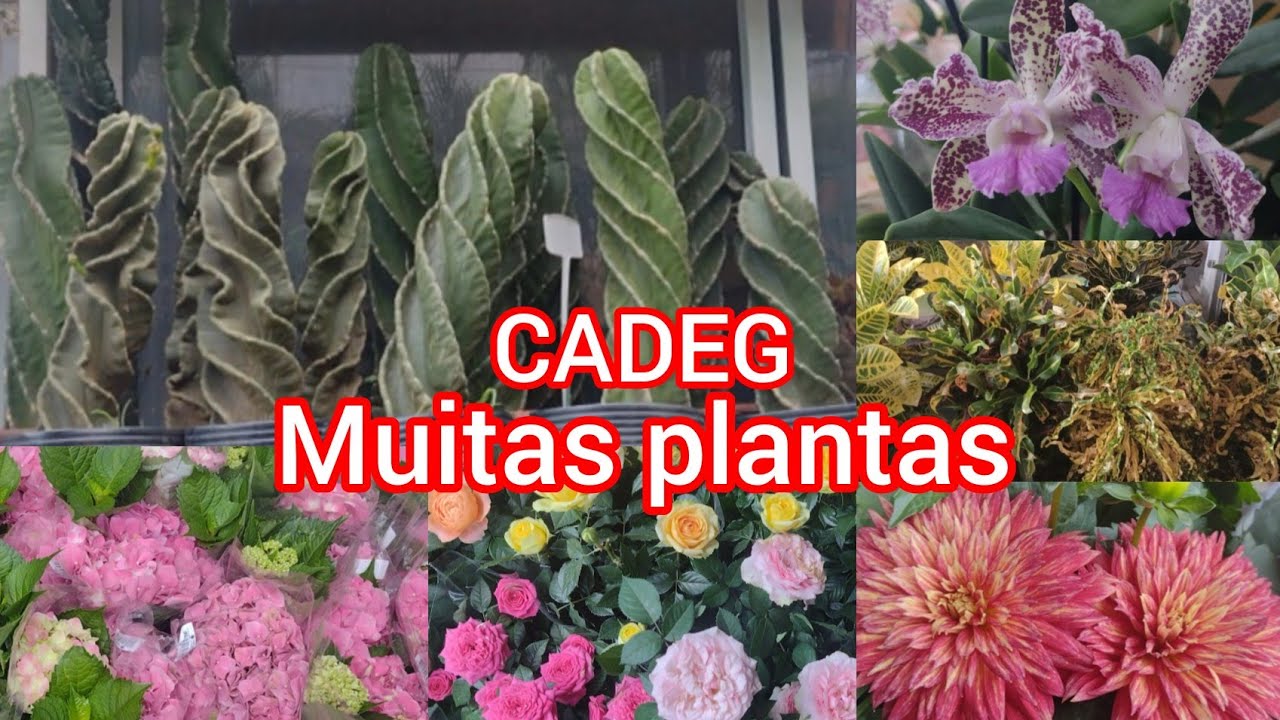 Plantas na CADEG! #viral #plantas #viralyoutubevideo #flores #viralvideo #amigos #casa #jardim #sol 