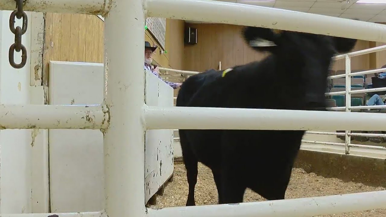 Rain gives cattle prices a strong outlook to start the year