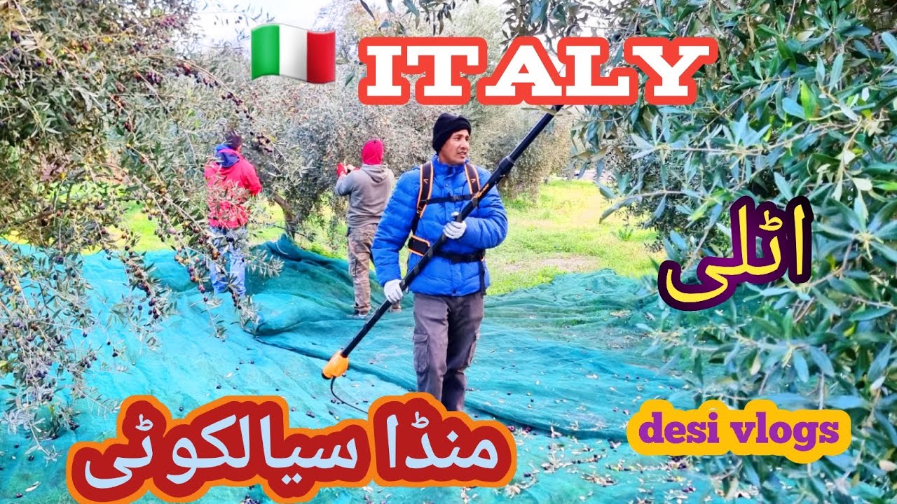 Italy agriculture work video|munda sialkotia vlogs