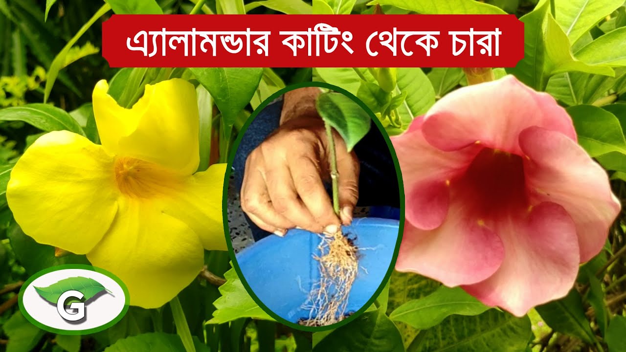 অলকানন্দা বা অ্যালামন্ডা ফুল গাছের কাটিং থেকে চারা তৈরী ও যত্ন | Allamanda Plant Propagation & Care